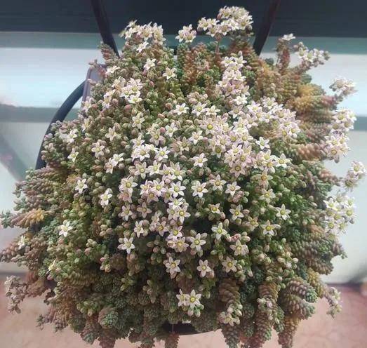 上海一女子,因"姬星美人瀑布开花"走红,网友:清新淡雅真治愈