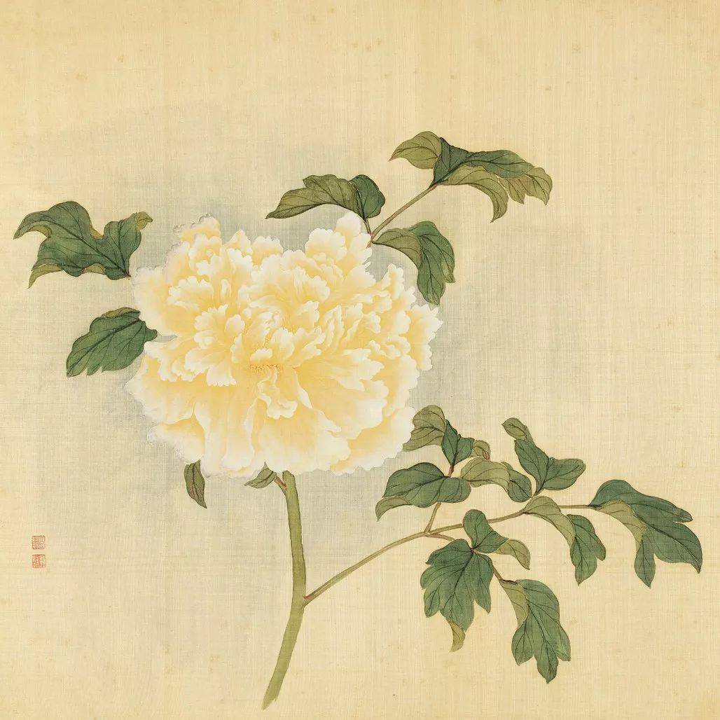 粉牡丹👇