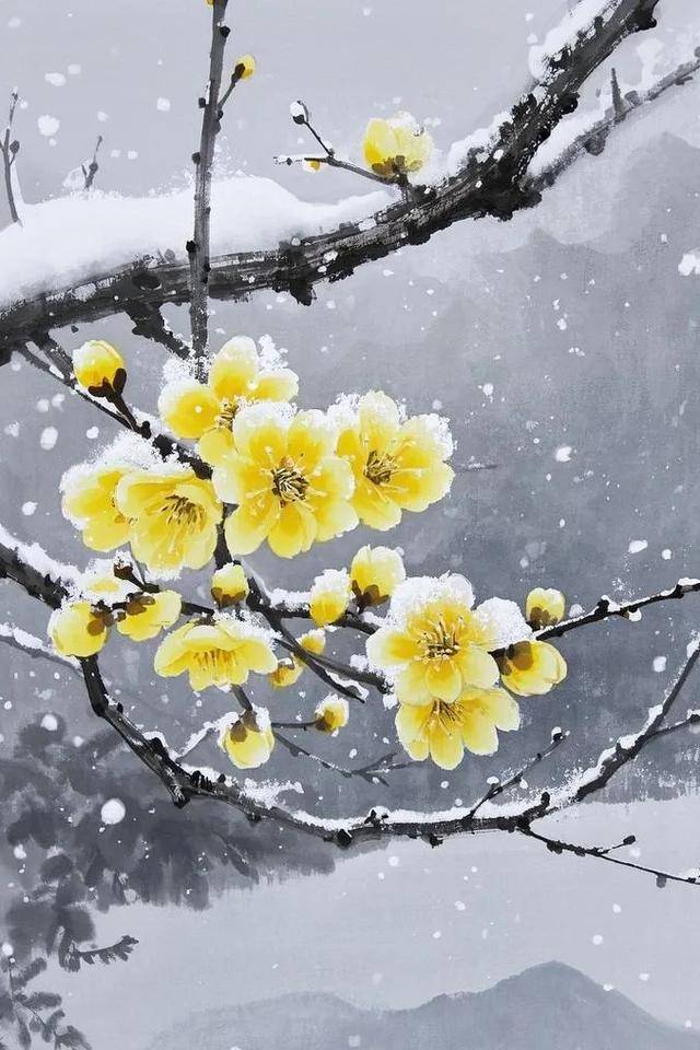 潍坊下雪了,雪中腊梅欣赏