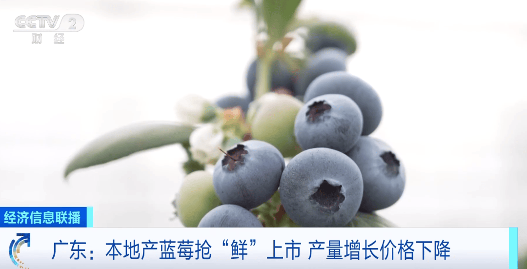 【1024·热点】这种水果降价了开云体育注册比去年便宜近20%→(图1)