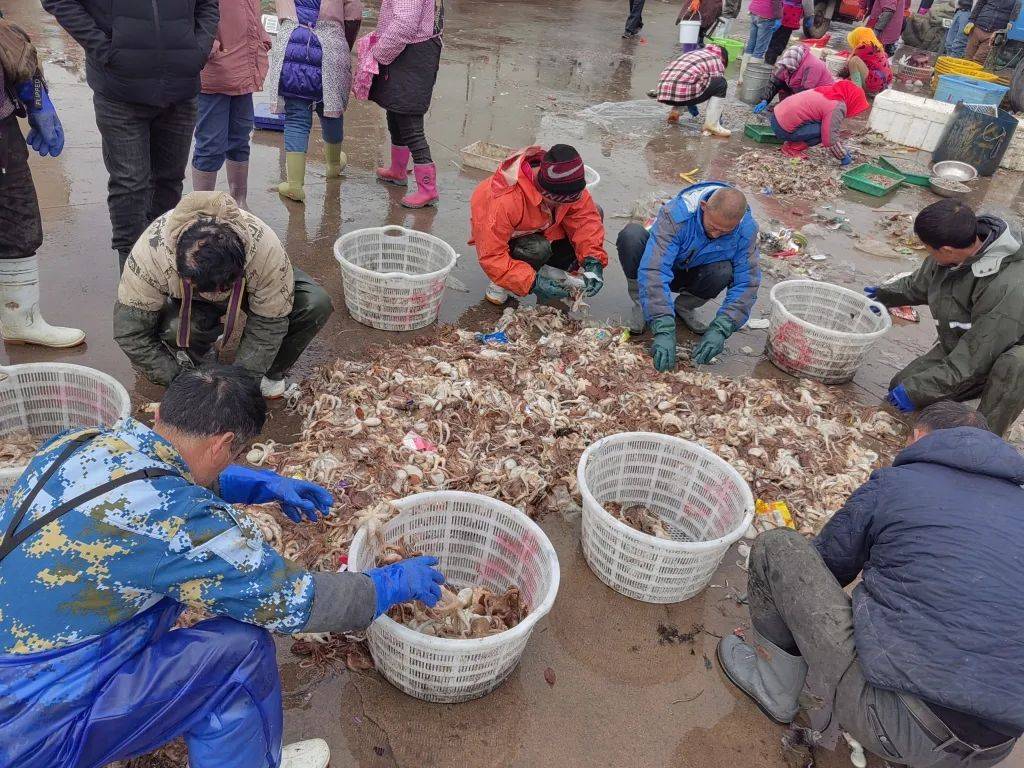 鲜鲜鲜！青岛正大量上市，为期一个月！很多人好这口→