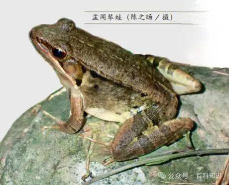 会"弹琴"的蛙_孟闻琴_浙江_叫声