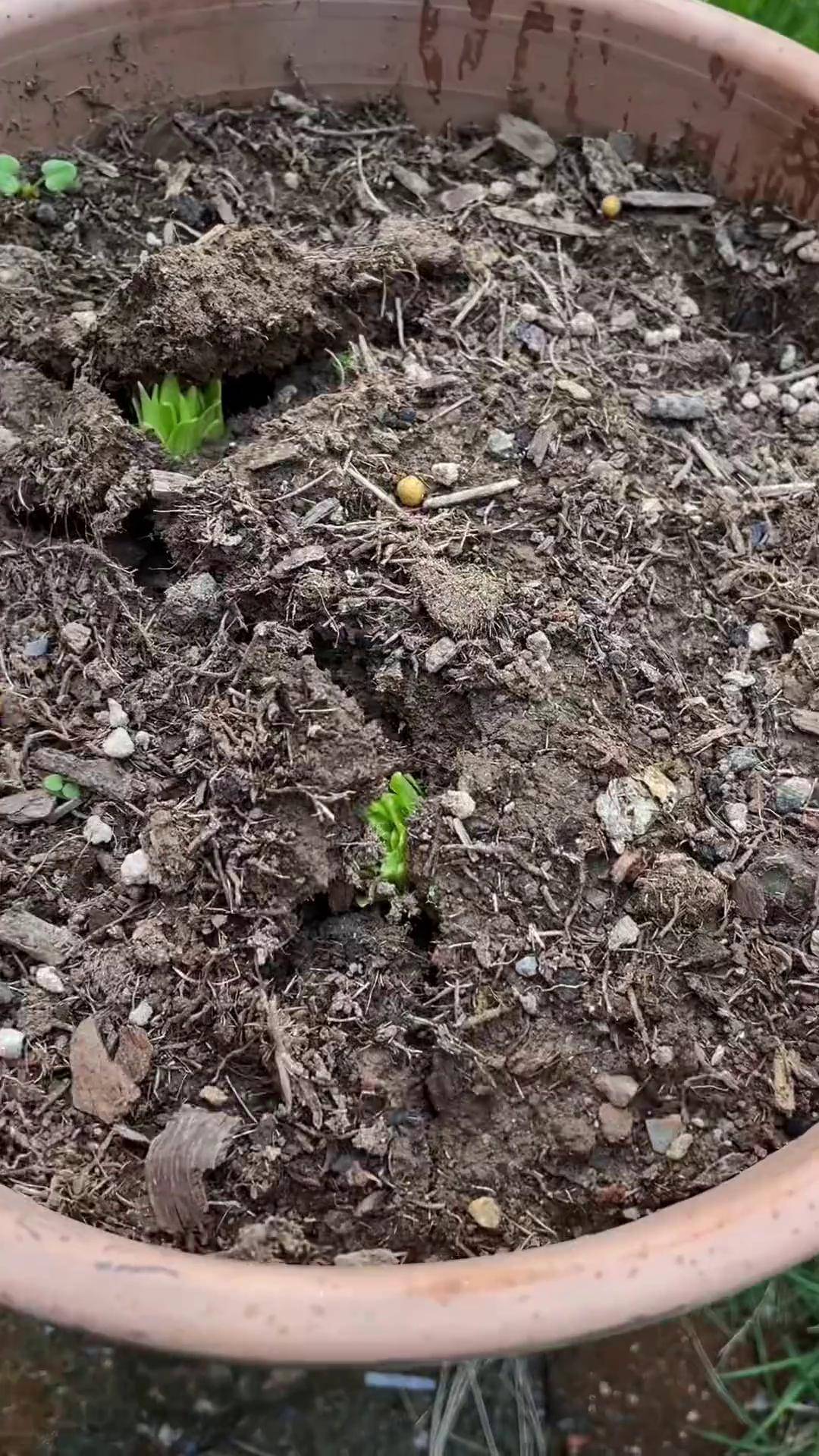 百合花 破土而出发芽了盆栽 百合 香水百合 种植