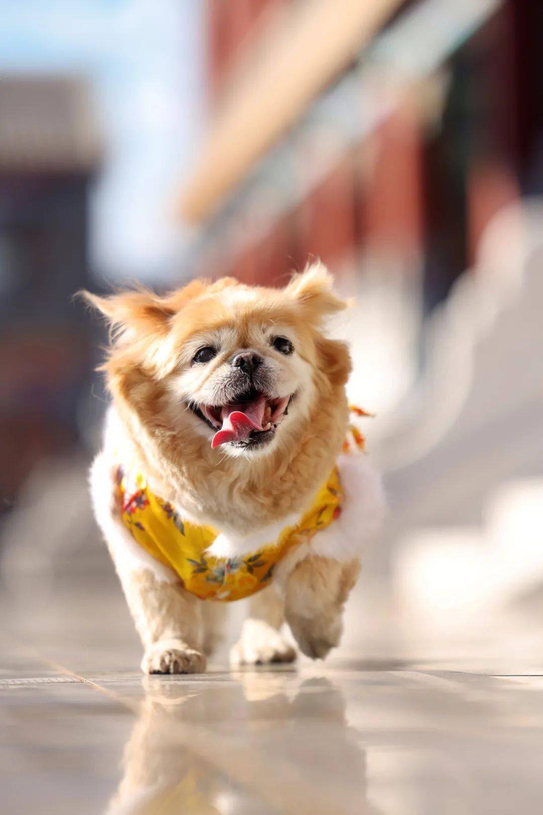 中华田园犬：最后的求救（中华田园犬六大品种）