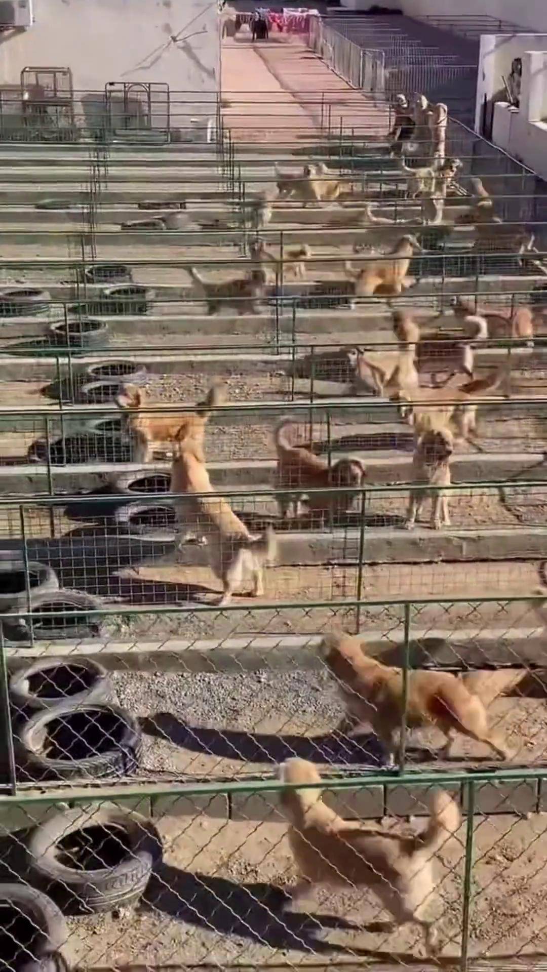 我家犬舍金毛太多了,养了一百多只大金毛,幼崽还剩二十多只,越来越长