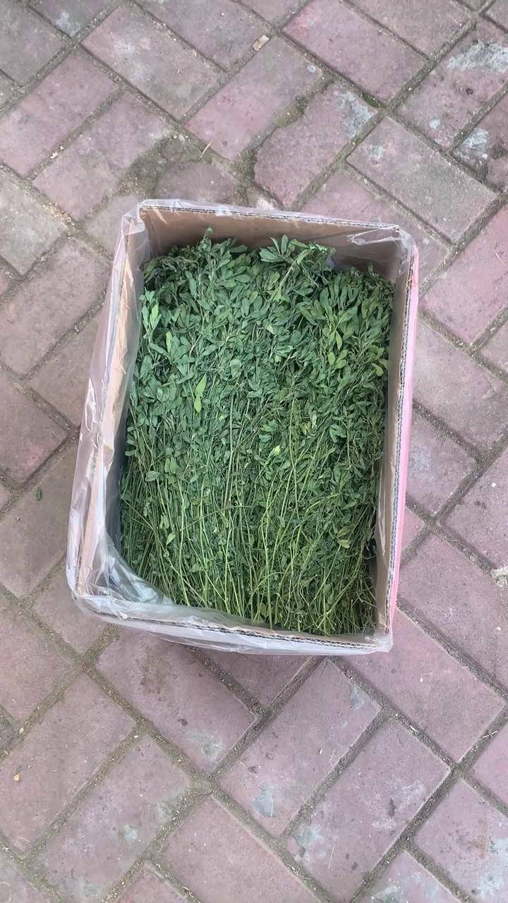 全叶苜蓿草来啦小兔子吃东西 好东西一起分享