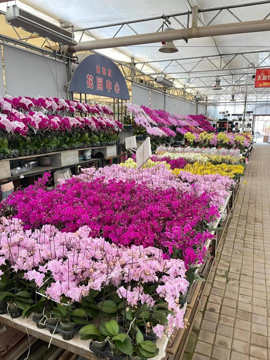 西安4个宝藏花市,周末走起!