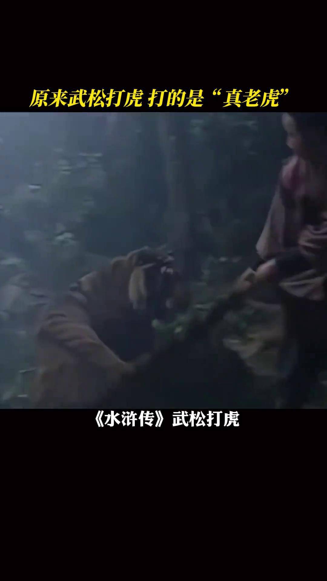 原来武松打的老虎是真老虎水浒传 武松打虎 经典 特效 涨知识