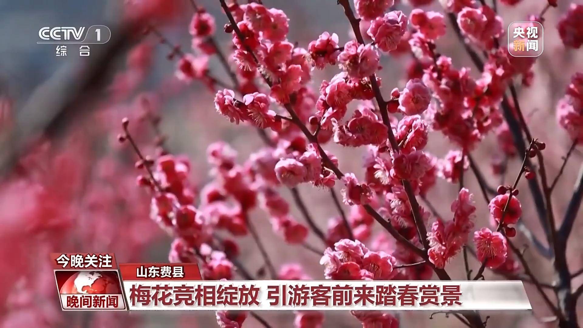春日狂欢！各地赏花观鸟体验大不同，缤纷春日，探寻多地的自然之美