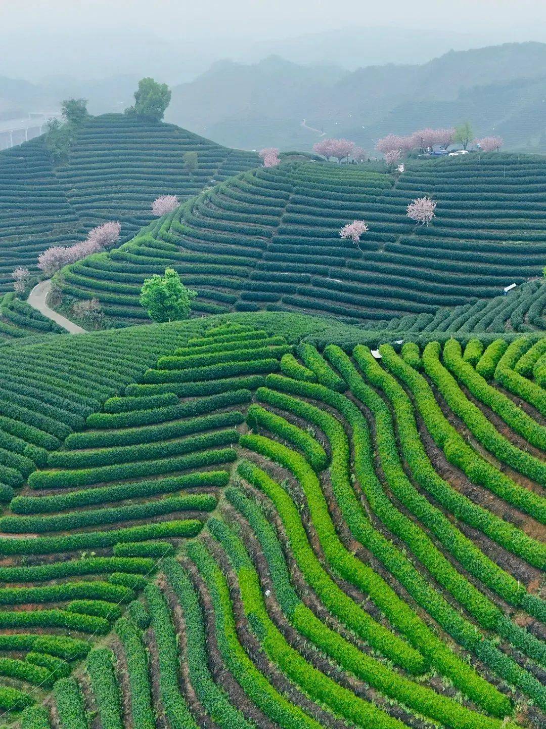丘陵的样子