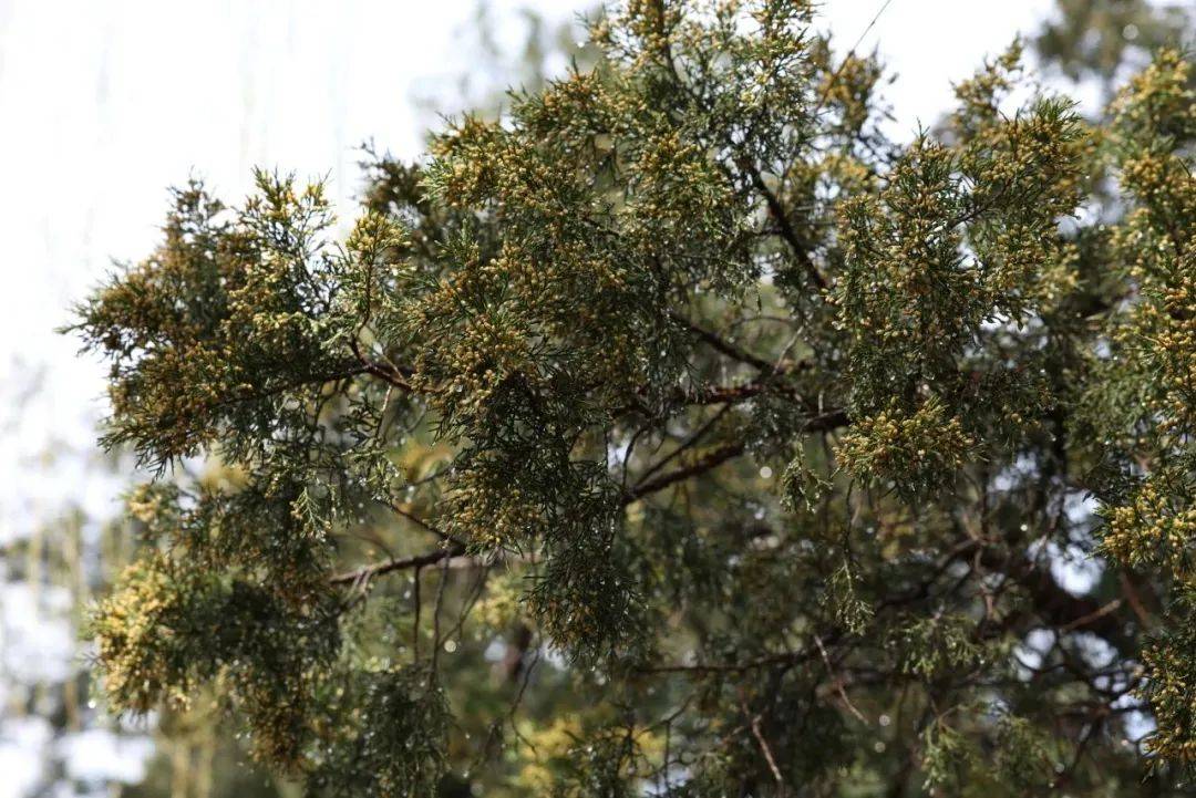 北京地区花粉发生有两个高峰期，春季的3月下旬到4月下旬，以柏科等树木