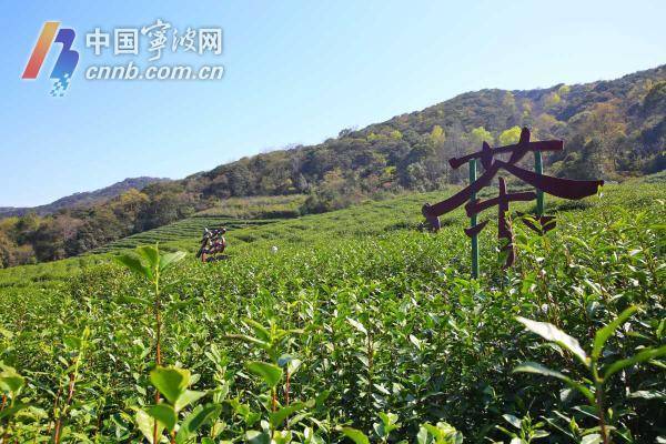 小茶叶蕴含大文章jbo竞博电竞入口 数十亿元“出海生意经”宁波怎么念？(图1)