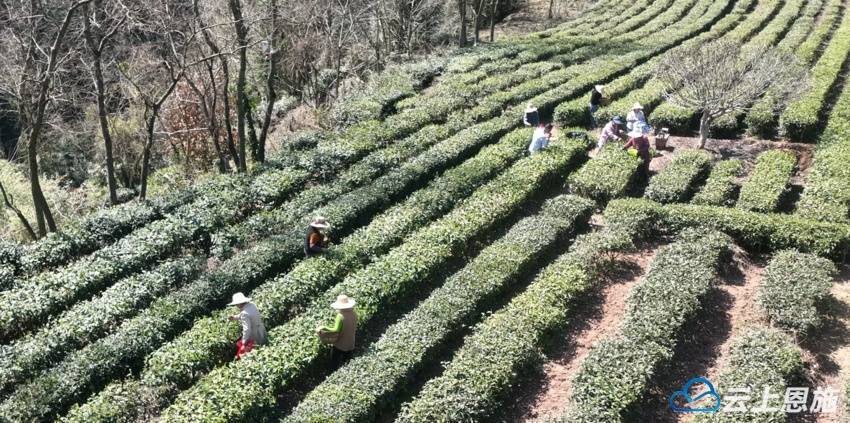 建始：马坡茶新鲜上市OB电竞APP 手工茶叶飘香引客来(图1)