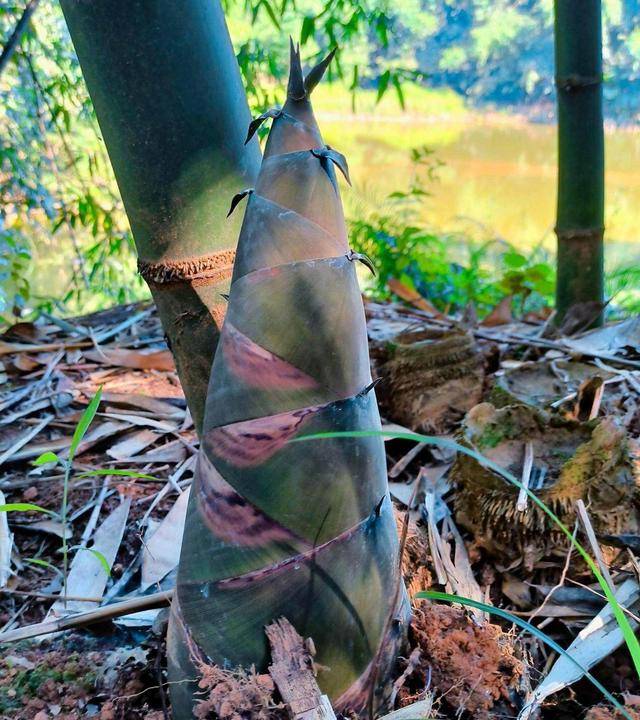 清远龙山镇麻竹笋：破土而出的乡村致富密码，阳江阳春：科技赋能，春耕开启“智慧模式”