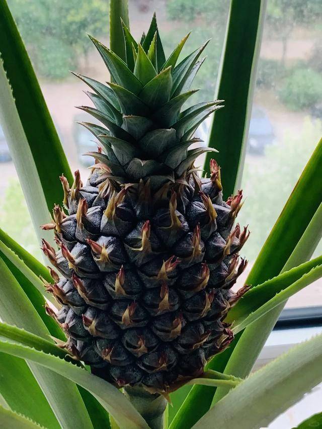 从菠萝头到美味菠萝，北京姑娘三年创造种植神话