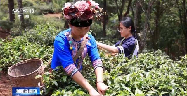 “左手咖啡右手茶” 两张产业名雷火竞技入口片助力云南经济腾飞(图8)
