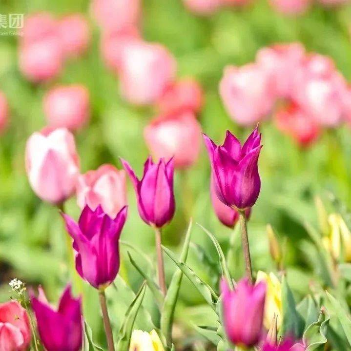 美好申活|送票啦!200万株郁金香绽放,来上海四季花港“一站式”体验春天_游客_花园_花展