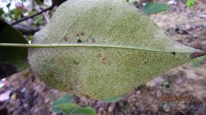 梨树二斑叶螨(白蜘蛛)防治措施