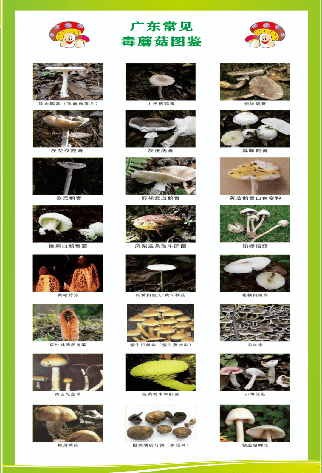 温馨提示！不采摘、不买卖、不食野生蘑菇、野菜等野生植物