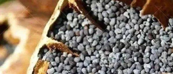 私种罂粟还制成大烟膏！办案人员：罂粟不是花，种一株也违法_时某某_毒品_行为