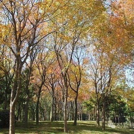 “楷”和“模”,竟然是两种树?_丛日_古树_树木