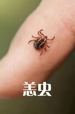 蜱虫,可分泌有害物质,导致发热,血小板快速下降,严重时引发多器官衰竭