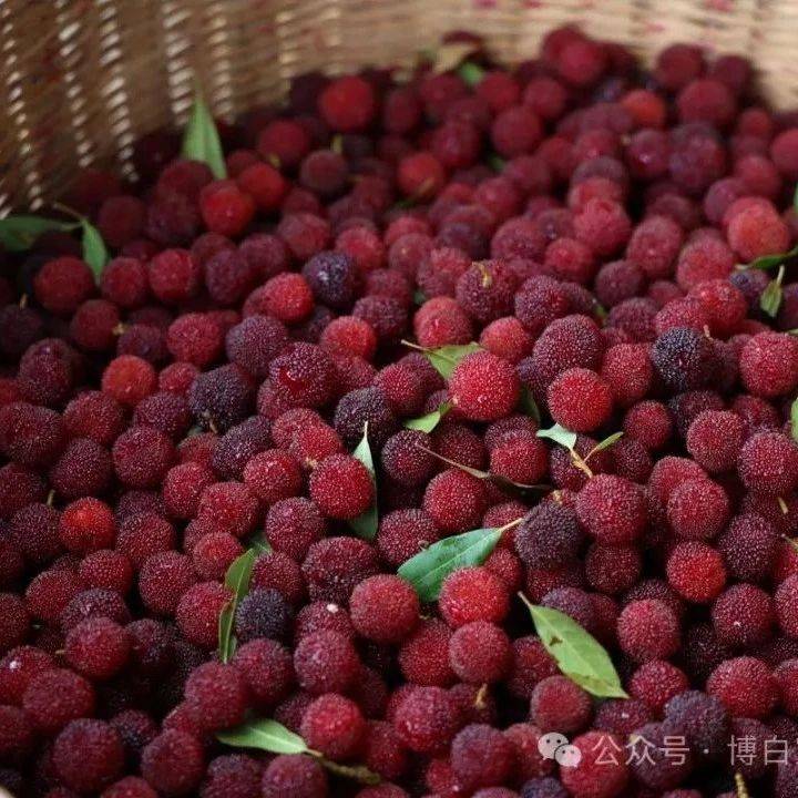 你打卡了吗?满山红杨梅为博白“古八景”添色!_和睦村_杨梅林_浪平