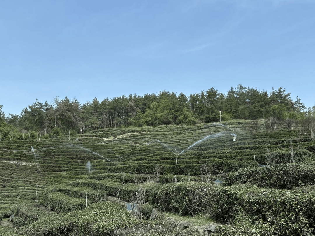 【郧西视美嘉体育平台点】茶香漫山野 绿叶变“金叶”(图8)