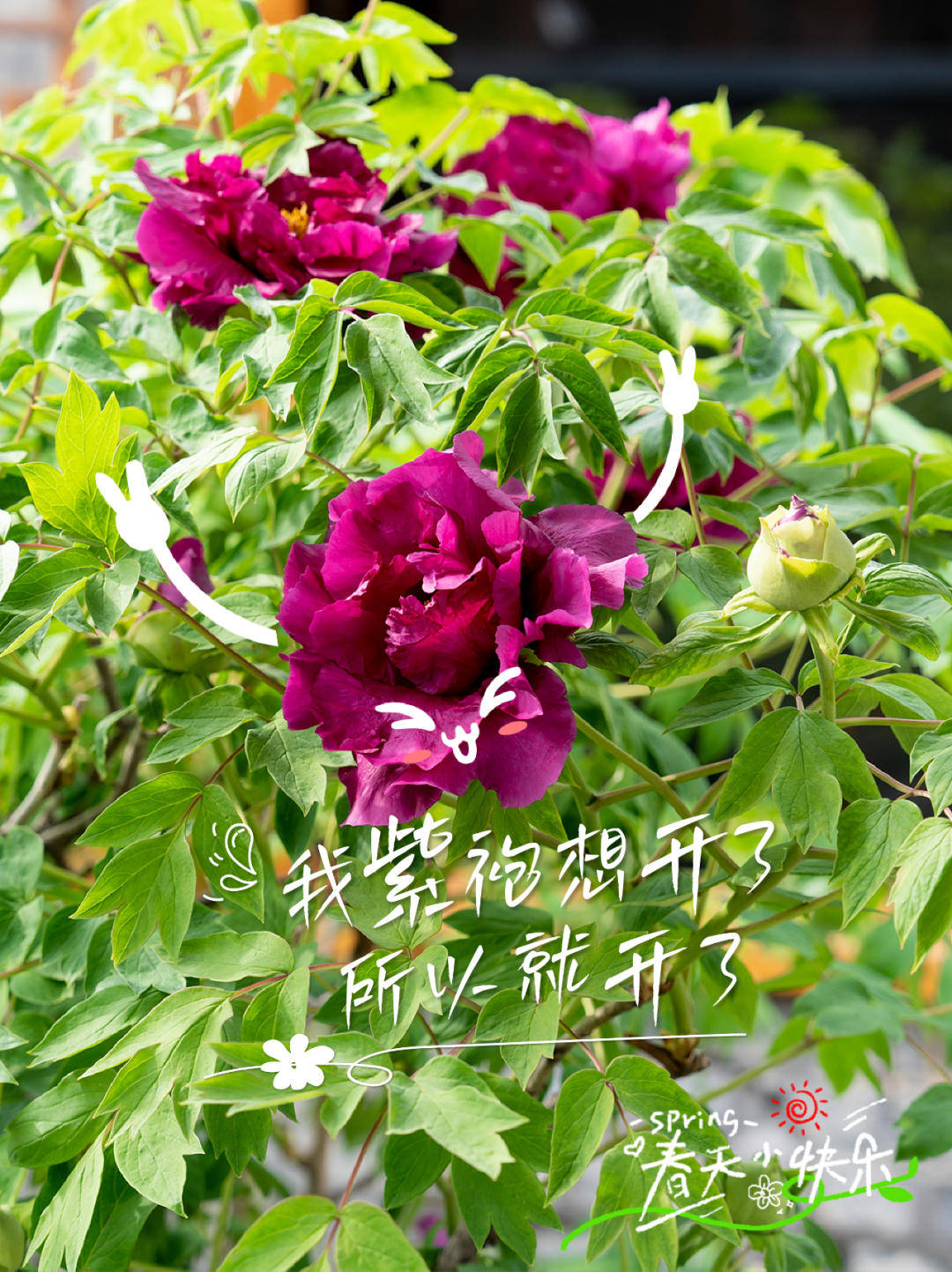 盐城枯枝牡丹枝干终年呈现焦枯状仿佛干柴
