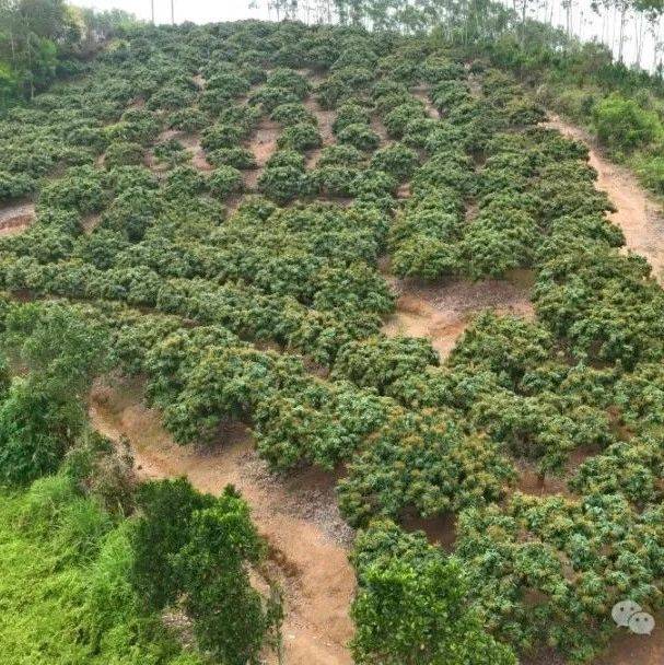 挂小果啦！博白这个镇荔枝种植总面积约1.15万亩！_双旺镇_欧子强_幼果