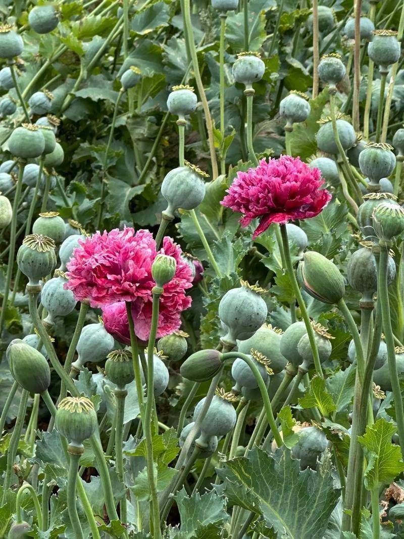 手拎981株罂粟苗入境云南被查,罂粟苗也会上瘾吗?危害有多大?