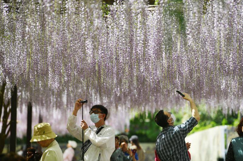 JN江南平台超梦幻玉渊潭紫藤花开成瀑(图1)