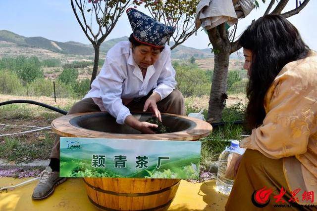 潍坊诸城38万亩春茶开采(图3)