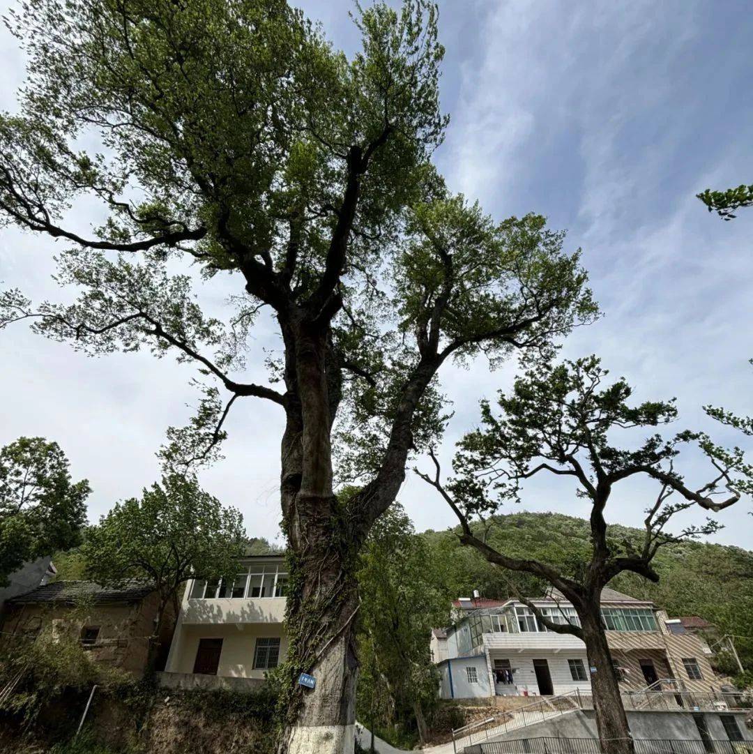 合肥一对1000年“夫妻树”,突然火了_古树_张亚民_保护