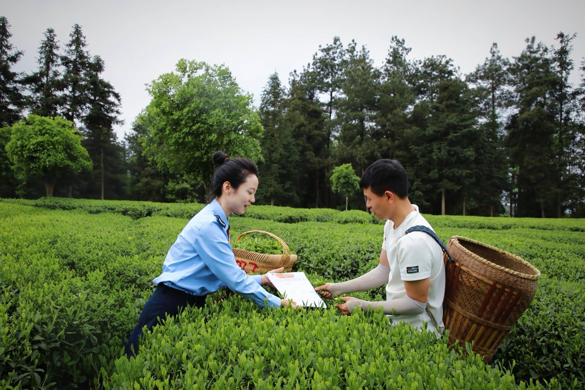 从产茶大省到茶叶强省 贵州税务助力黔茶打OB电竞入口造千亿产业(图2)