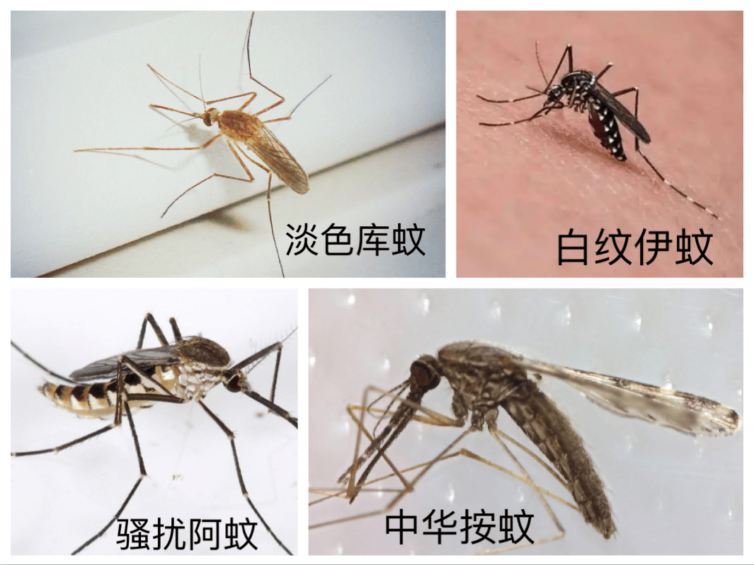 【4月爱国卫生月】科普知识