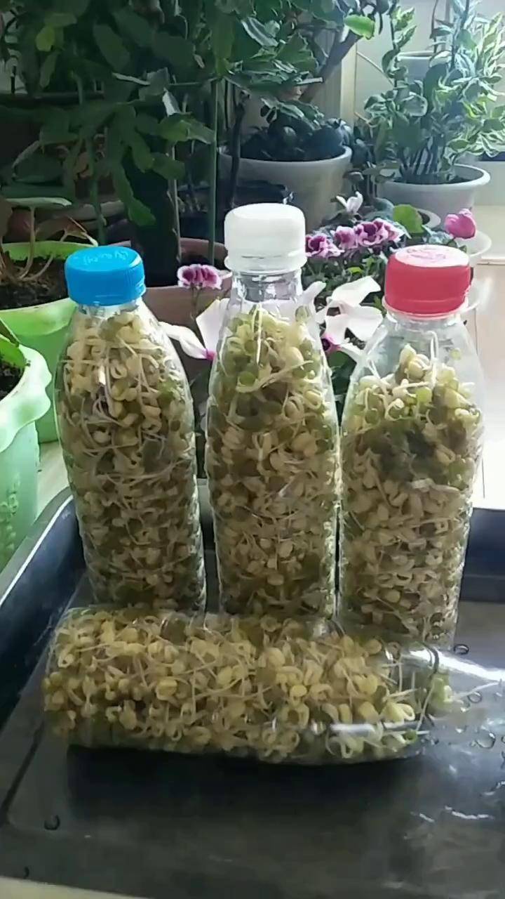 矿泉水瓶生豆芽第四天