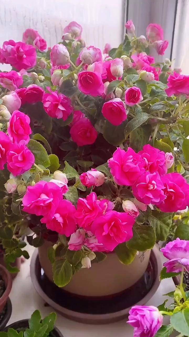 水梅花日常养护花卉绿植