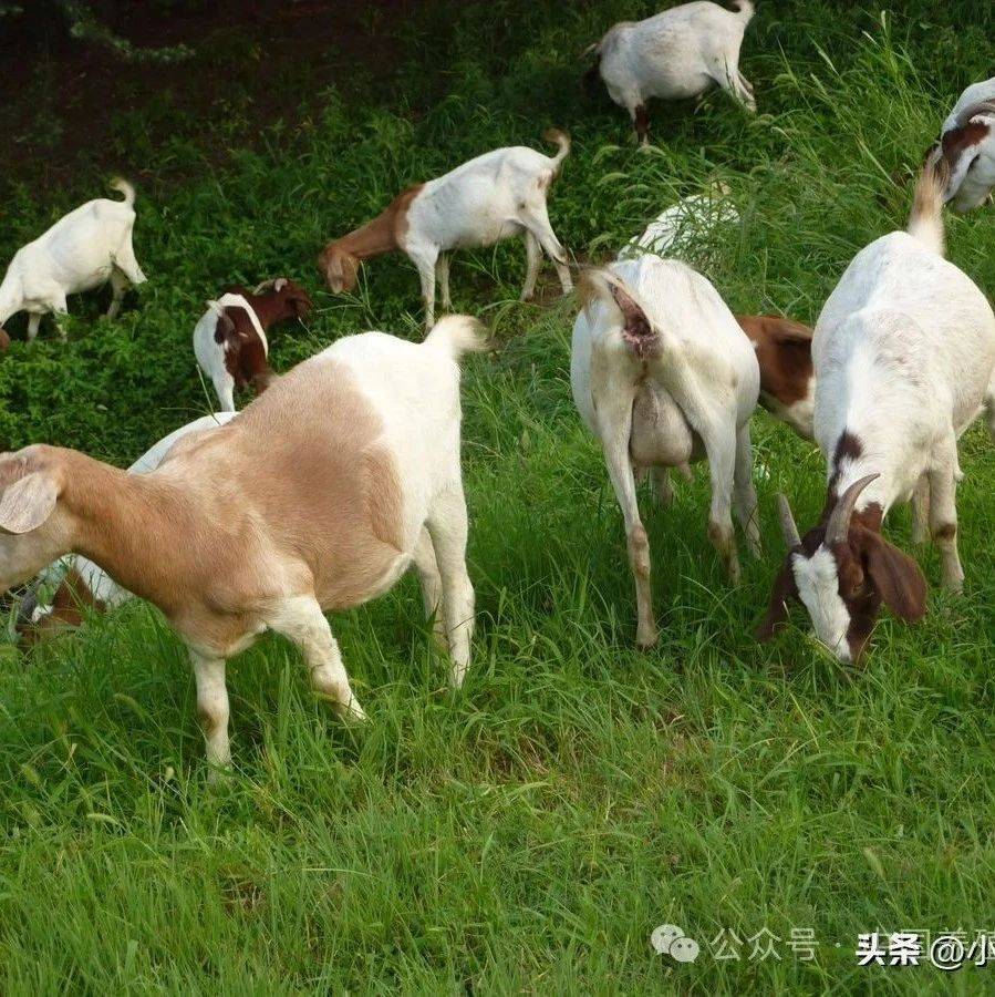 羊出羊痘了怎样治疗?羊痘病的症状与治疗方法,本文告诉你方法!_进行_免疫力_消毒