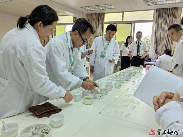 2025年“客家炒绿茶王”出炉OB电竞平台(图3)