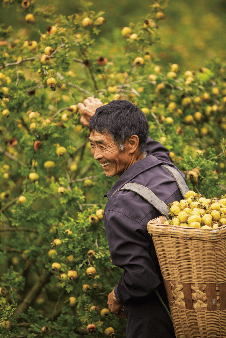 】五端发力"串珠成链" 加力推动贵州刺梨