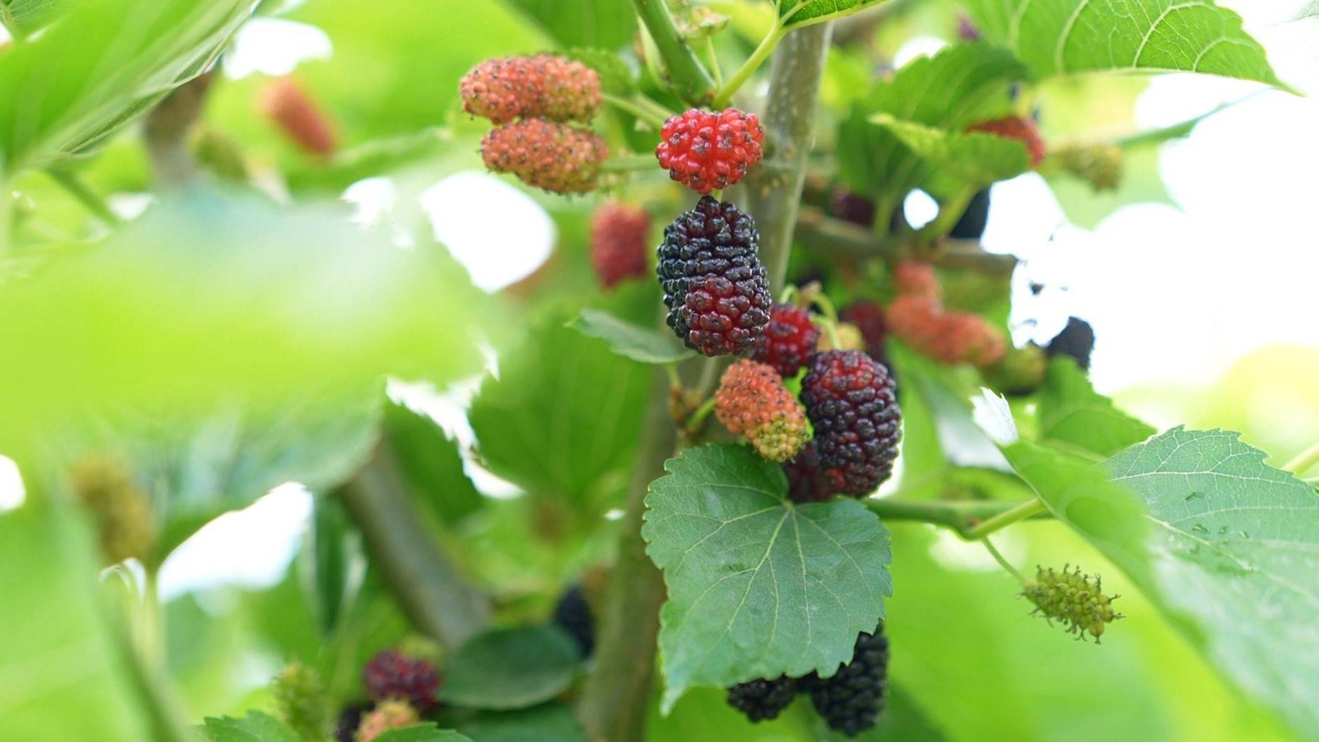 五一假期临近 四川达州水果成熟采摘欢乐多