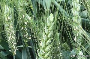 小麦扬花授粉的黄金72小时,注意这些管理方法,实现高产稳产_花粉_赤霉病_阶段