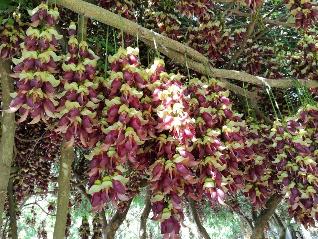 禾雀花摄影大赛开奖了!看看你的作品入选没