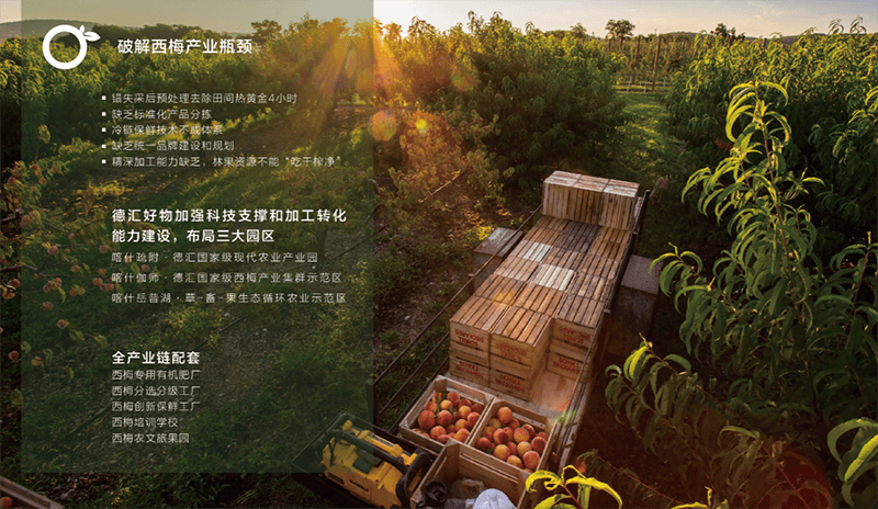 开云体育app西梅如何从小众水果跃升“超级食物”功效背后是产业升级与消费需求的双向奔赴