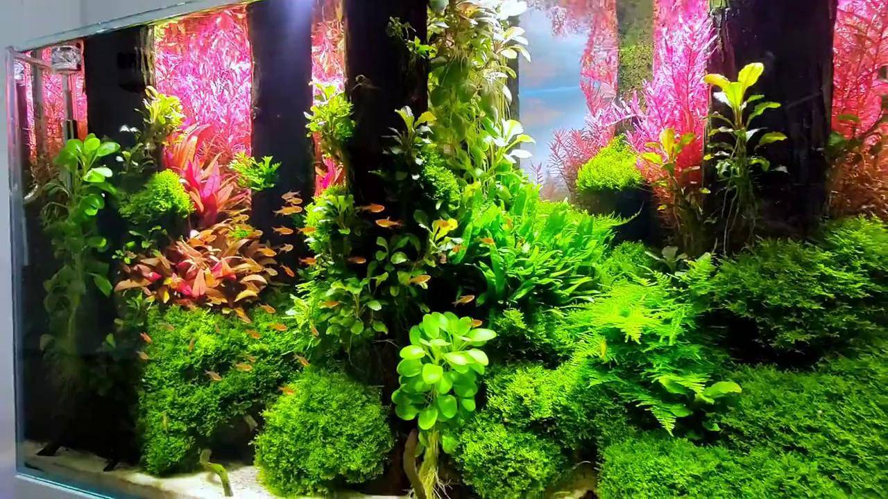 森林草缸造景,治愈系风景,画面极度舒适!