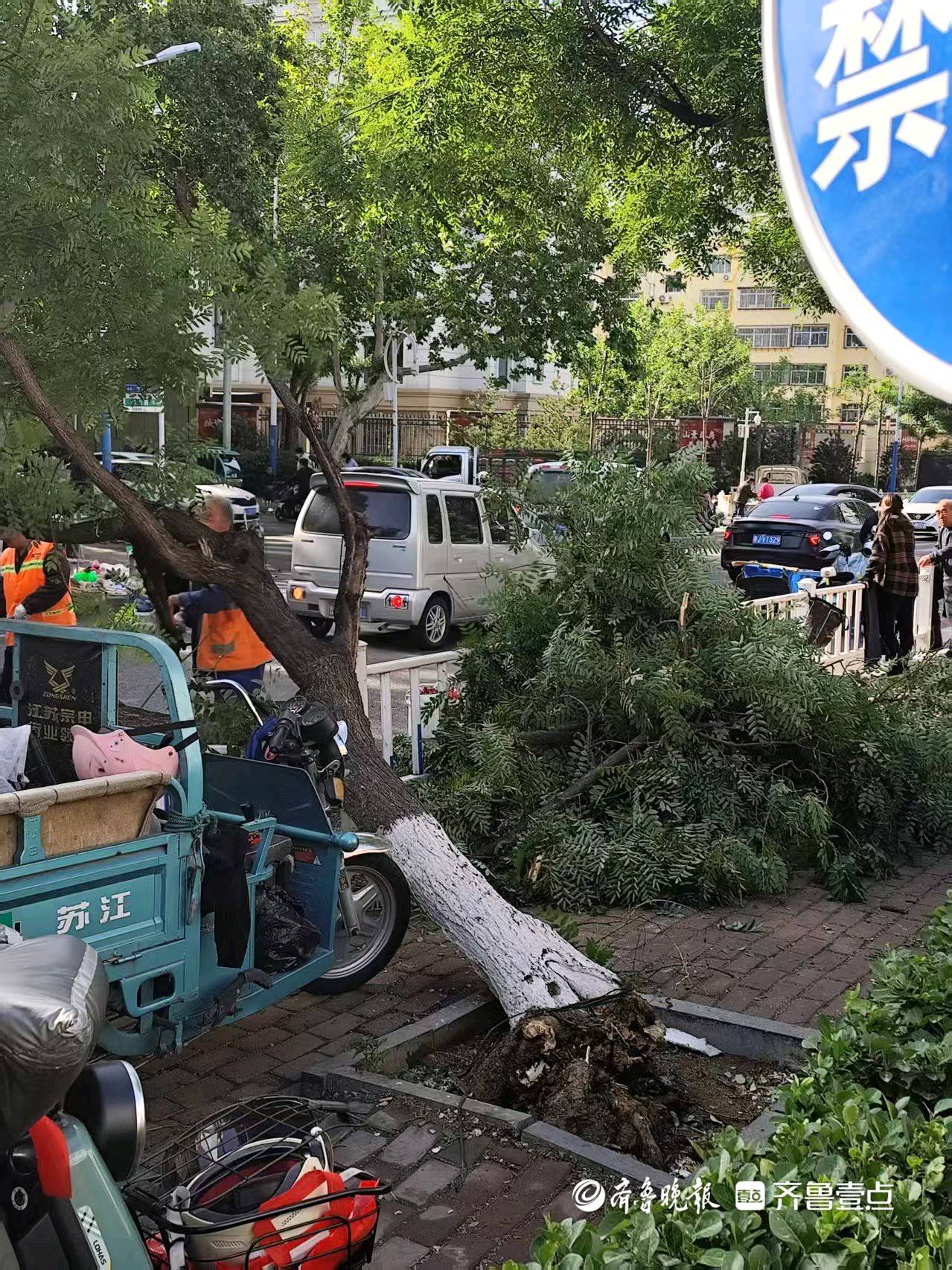 情报站|泰安强对流天气风雨“闯祸”刮倒大树,现场已清理完毕_齐鲁_情报员_国槐