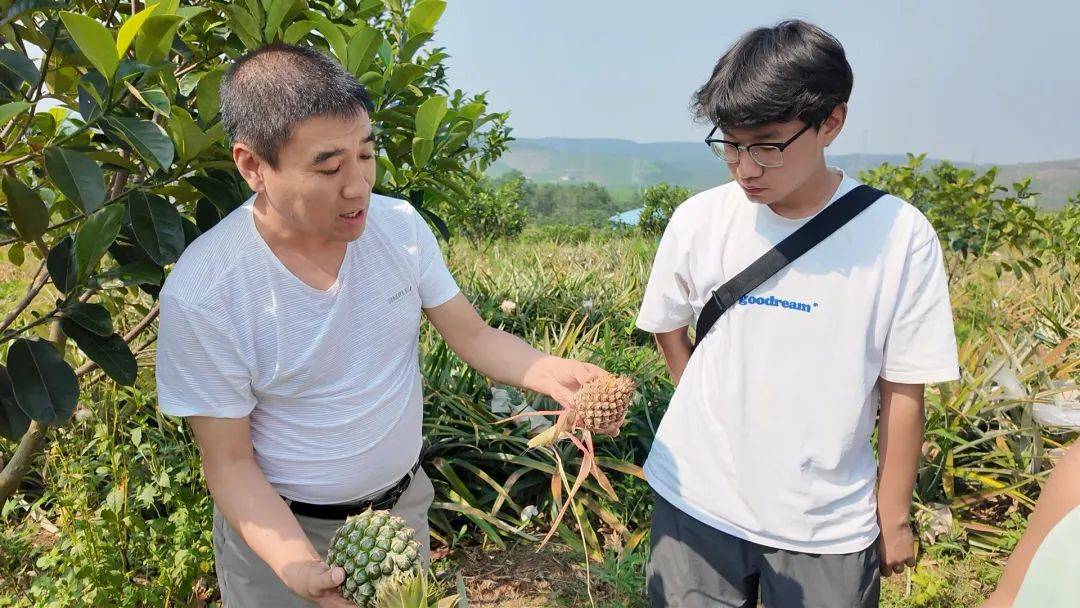 开云体育网址景洪经济眼丨景洪凤梨：“致富果”铺就“甜蜜蜜”致富路(图12)