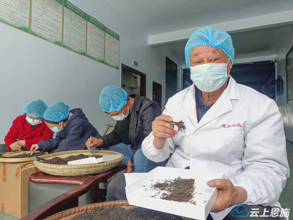 PG电子官网鹤峰：茶香沁透先锋魂(图5)