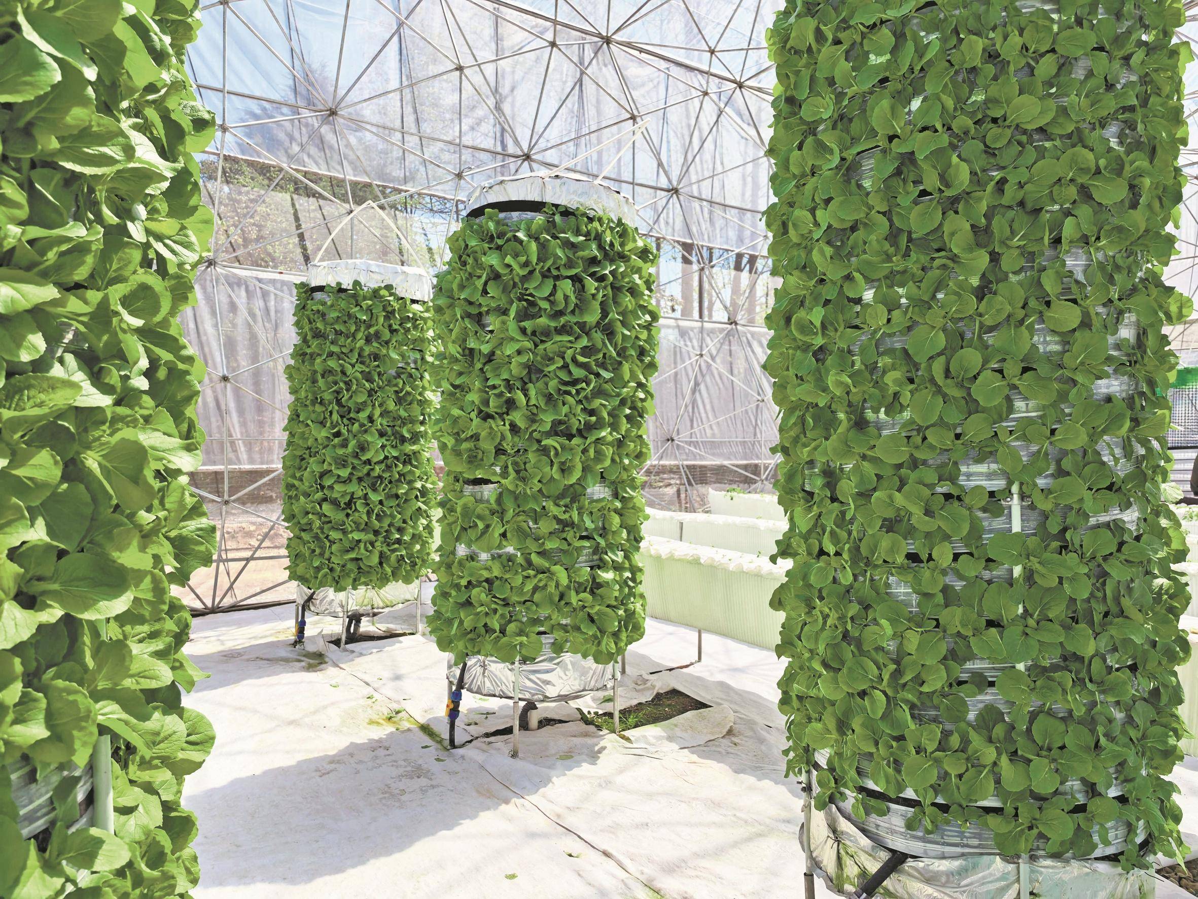 让气雾栽培技术"大显身手" 四明山镇撂荒地上演"蔬菜上楼"